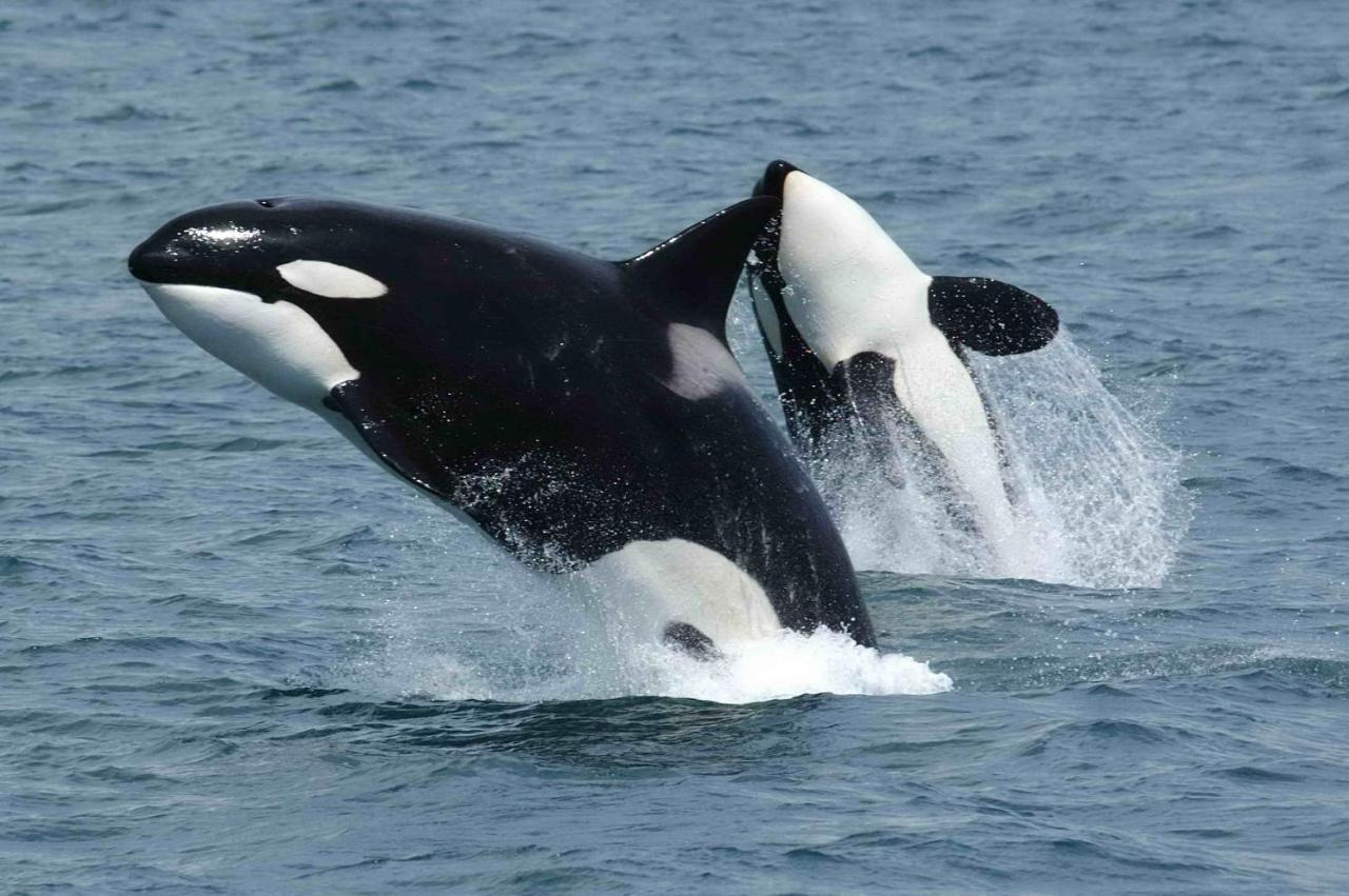 Orcas View Vestresand Lofoten Lejlighed *